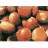 Chestnut